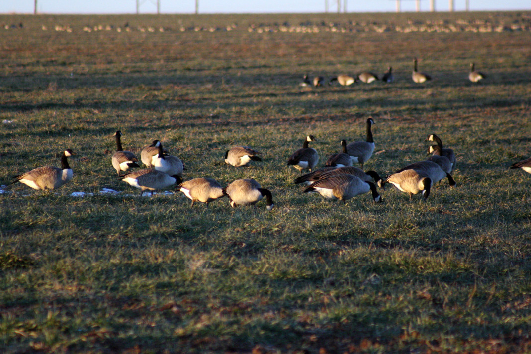 The U.S. Fish and Wildlife Service is proposing a 74-day waterfowl season in the Central Flyway, which includes Texas.