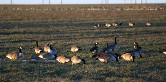 The U.S. Fish and Wildlife Service is proposing a 74-day waterfowl season in the Central Flyway, which includes Texas.