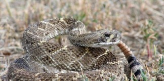 In snake-proofing clinics, a rattler with its jaw stapled shut is the main target dogs associate with a shock from an electronic training collar.