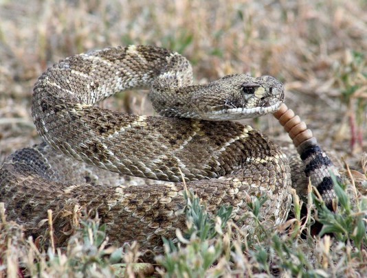 In snake-proofing clinics, a rattler with its jaw stapled shut is the main target dogs associate with a shock from an electronic training collar.