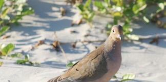 Texas dove hunting success isn't measured in pulling the trigger.