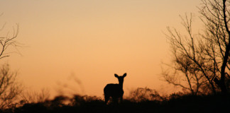 Texas hunting seasons again have shaped up to be good.