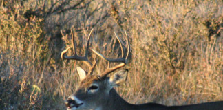 With hundreds of thousands heading afield during hunting seasons, the possibility for injury in a number of ways increases exponentially.