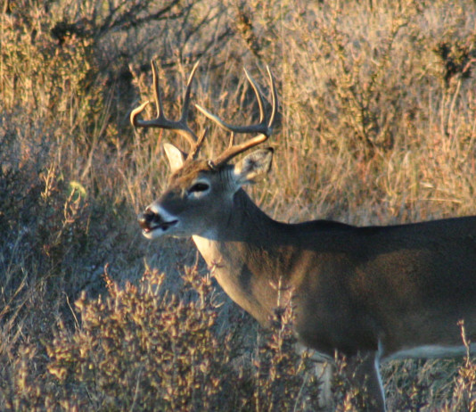 With hundreds of thousands heading afield during hunting seasons, the possibility for injury in a number of ways increases exponentially.