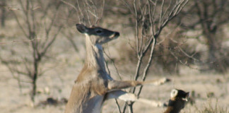 The breeding season is at or near its peak in the most frequented whitetail hot spots in the Hill Country and Central Texas