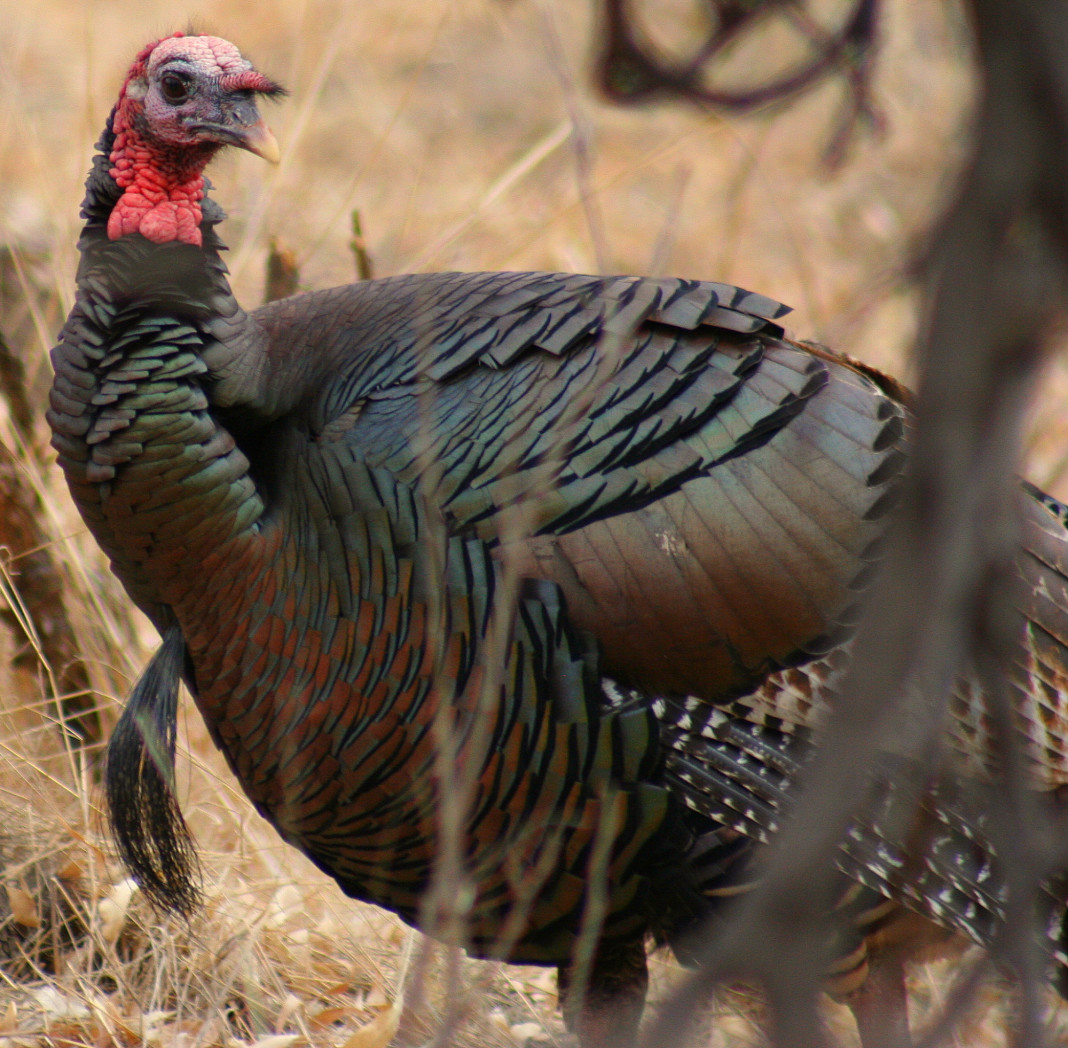 The entire experience of turkey hunting in April and May is a quest unlike any other, with sights, sounds and smells of a variety of critters and vegetation that you simply won’t find in abundance for the rest of the year.