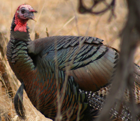 The entire experience of turkey hunting in April and May is a quest unlike any other, with sights, sounds and smells of a variety of critters and vegetation that you simply won’t find in abundance for the rest of the year.