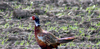 Texas pheasant season runs Dec. 7 to Jan. 5.