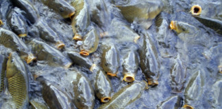 Carp often congregate in large schools and can be caught on a variety of prepared baits.