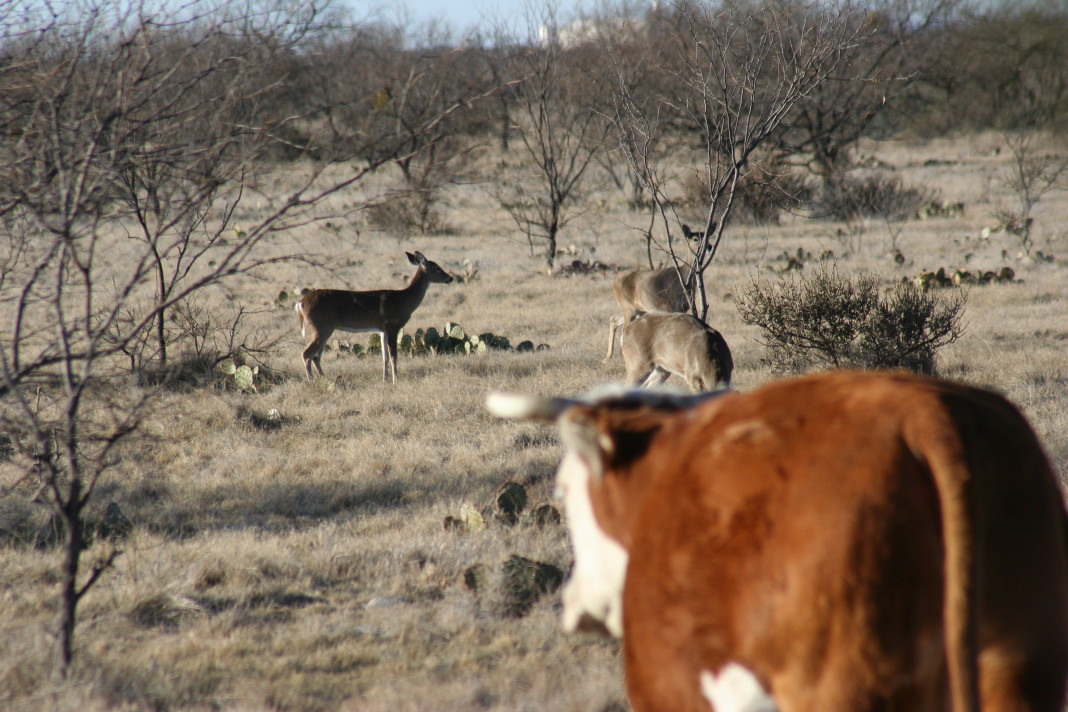 Texas' deer population is pegged at roughly 4 million