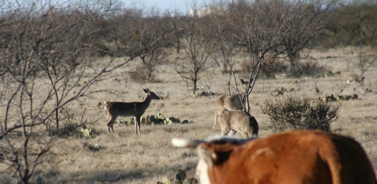 Texas' deer population is pegged at roughly 4 million