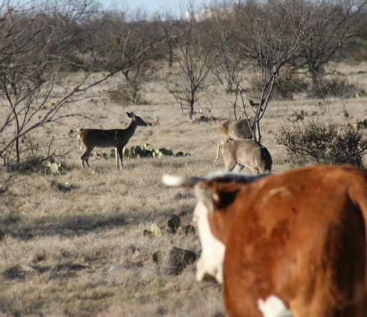 Texas' deer population is pegged at roughly 4 million