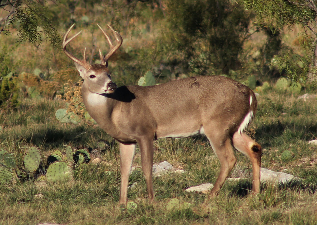 The 2014 deer hunting forecast in Texas is excellent