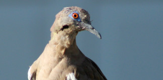 White-winged doves have expanded their range across the state of Texas