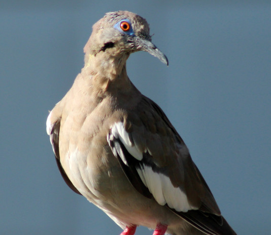 White-winged doves have expanded their range across the state of Texas