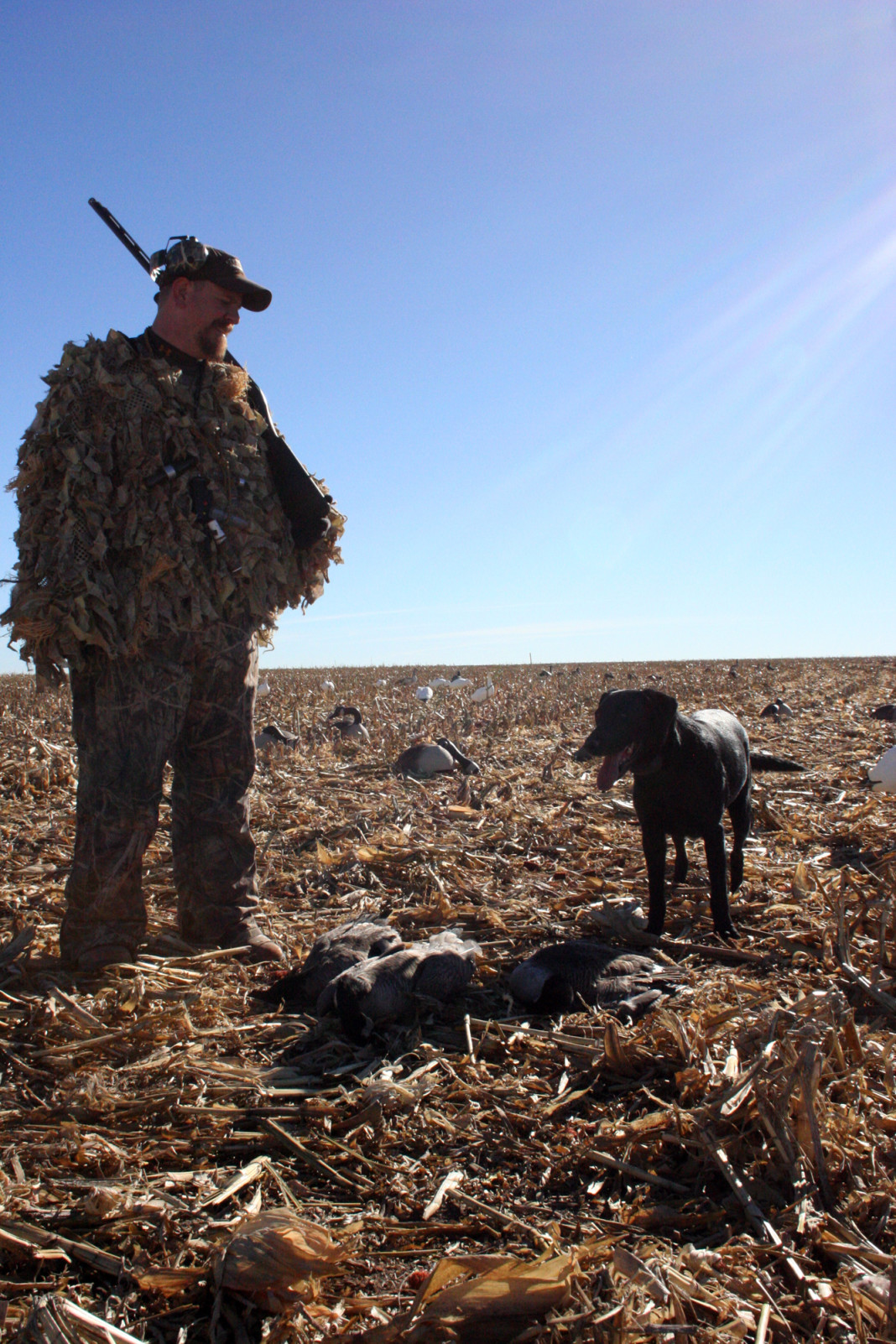 Texas has seen a huge decline in goose and goose hunter numbers