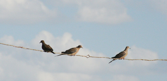 Dove and teal seasons are under way in Texas.