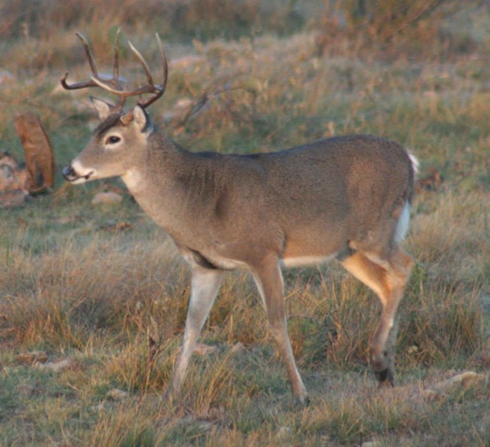 Texas deer hunting identification guide