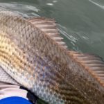 Texas Outdoor Digest Saltwater Guide