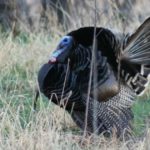 Texas Outdoor Digest Turkey Guide