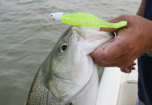 Texas largemouth bass fishing in transition during February