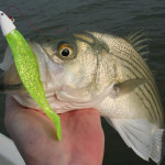 Cooper Lake Hybrid Striper