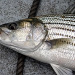 Texoma Stripers