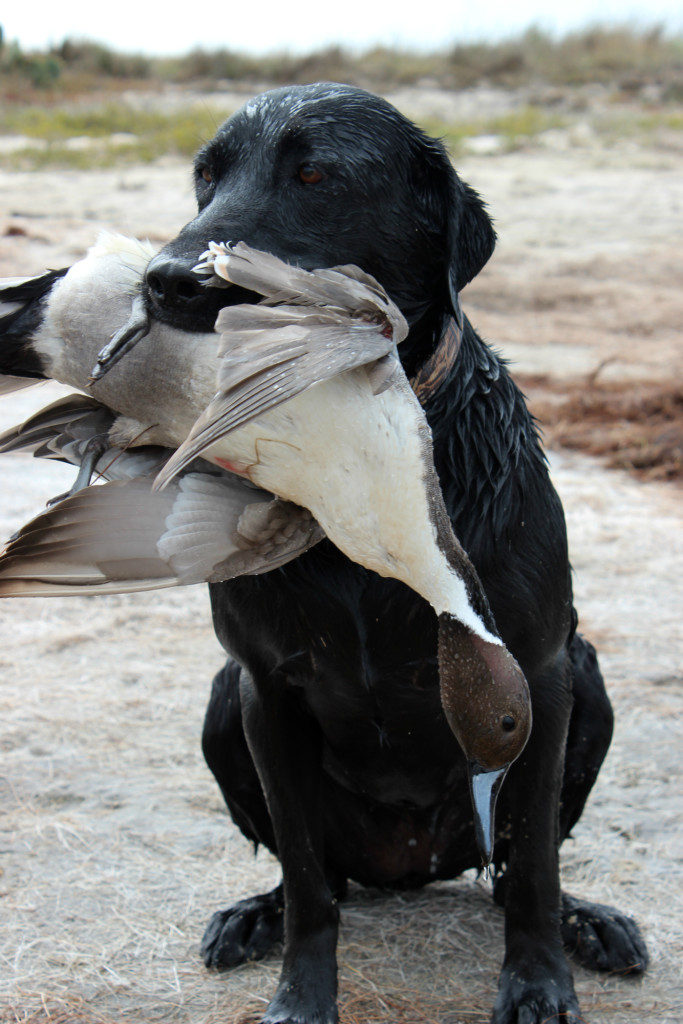 Texas Duck Hunting Forecast