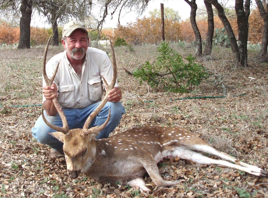 Axis deer are a much-sought exotic game species in Texas.