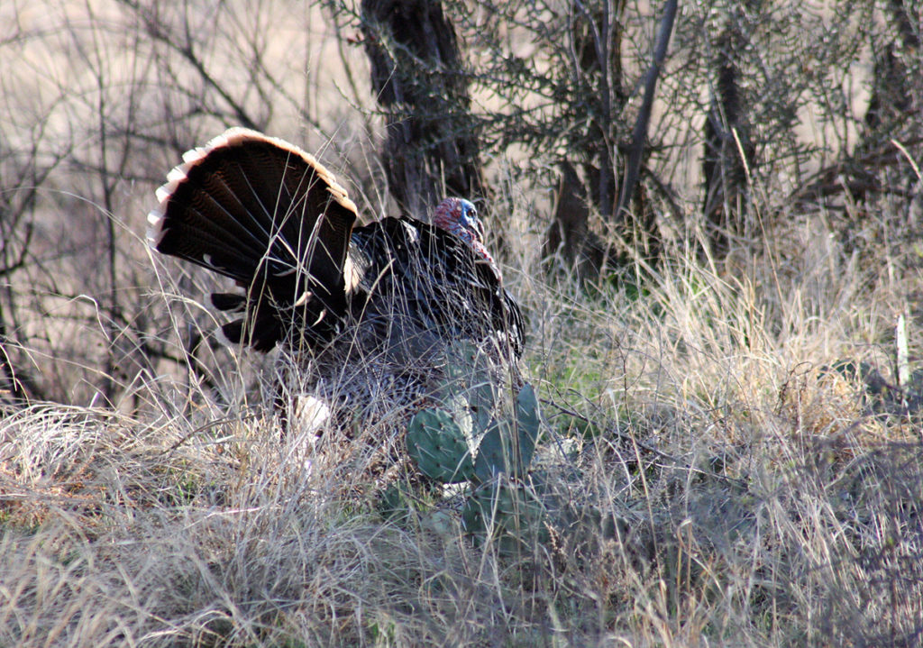 Wildlife Management Areas offer affordable spring turkey hunting if you're lucky enough to win a permit through the annual public hunting system.