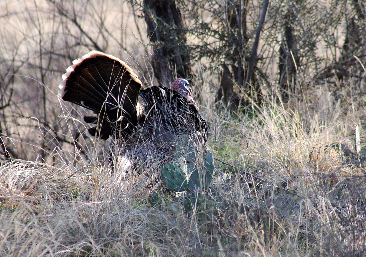 Hunting Texas Hill Country Wildlife Management Areas