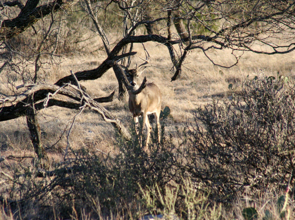 Hunting longer during the rut may allow you to view bucks that otherwise would go unseen.