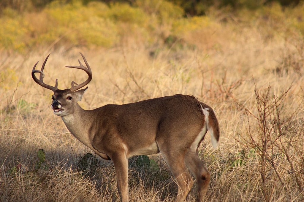 can you call deer after the rut