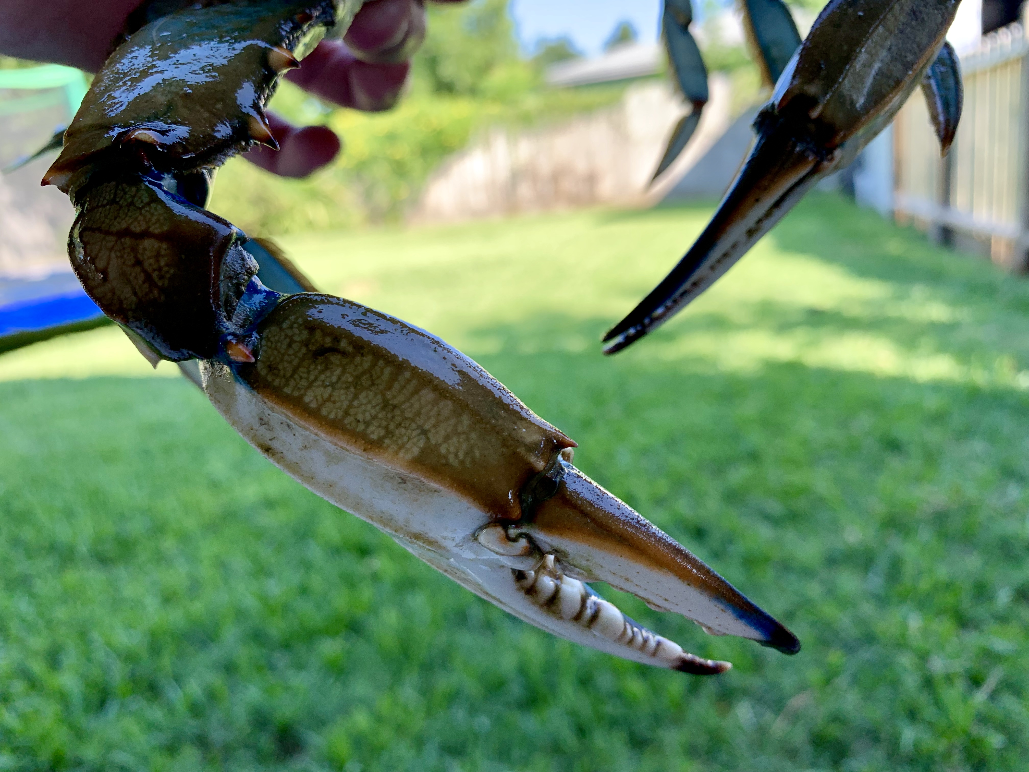 Crabbing along Texas coast geared toward simplicity, fun, food