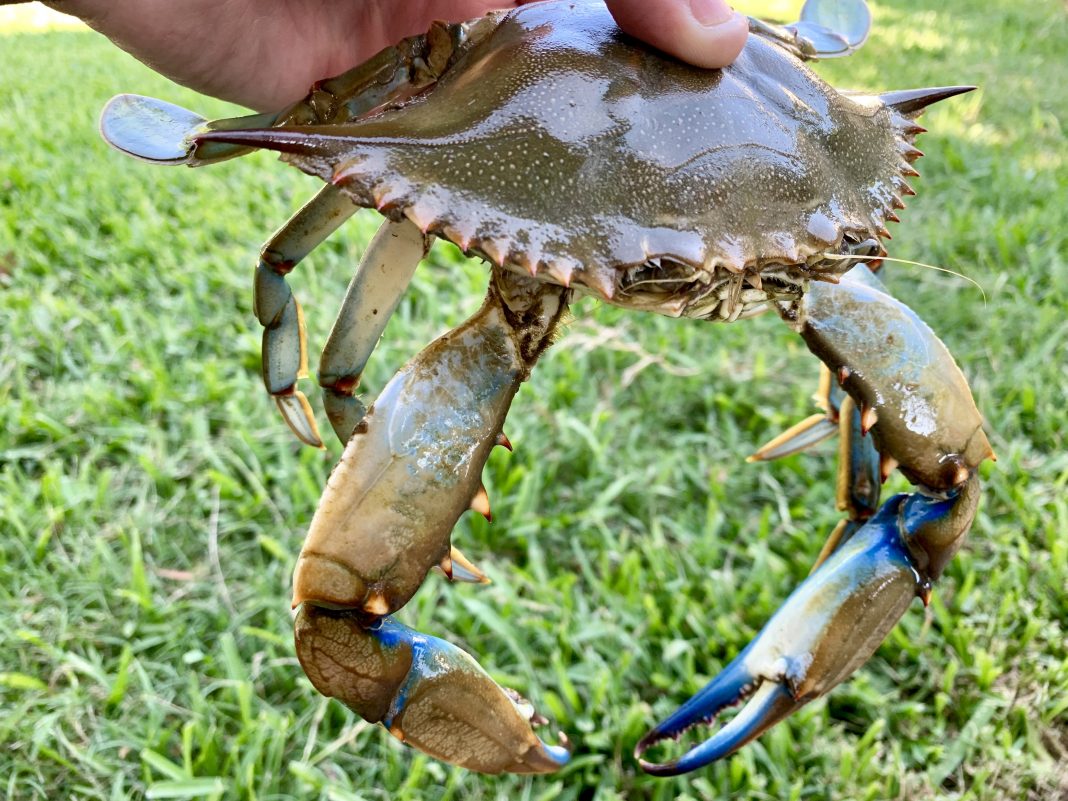 Texas Crabbing