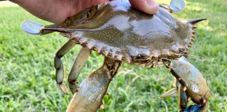 Texas Crabbing