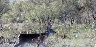 Here's a glimpse at the hunting proposals that you currently can offer public comment on in advance of the TPWD Commission public hearing March 20 in Austin.
