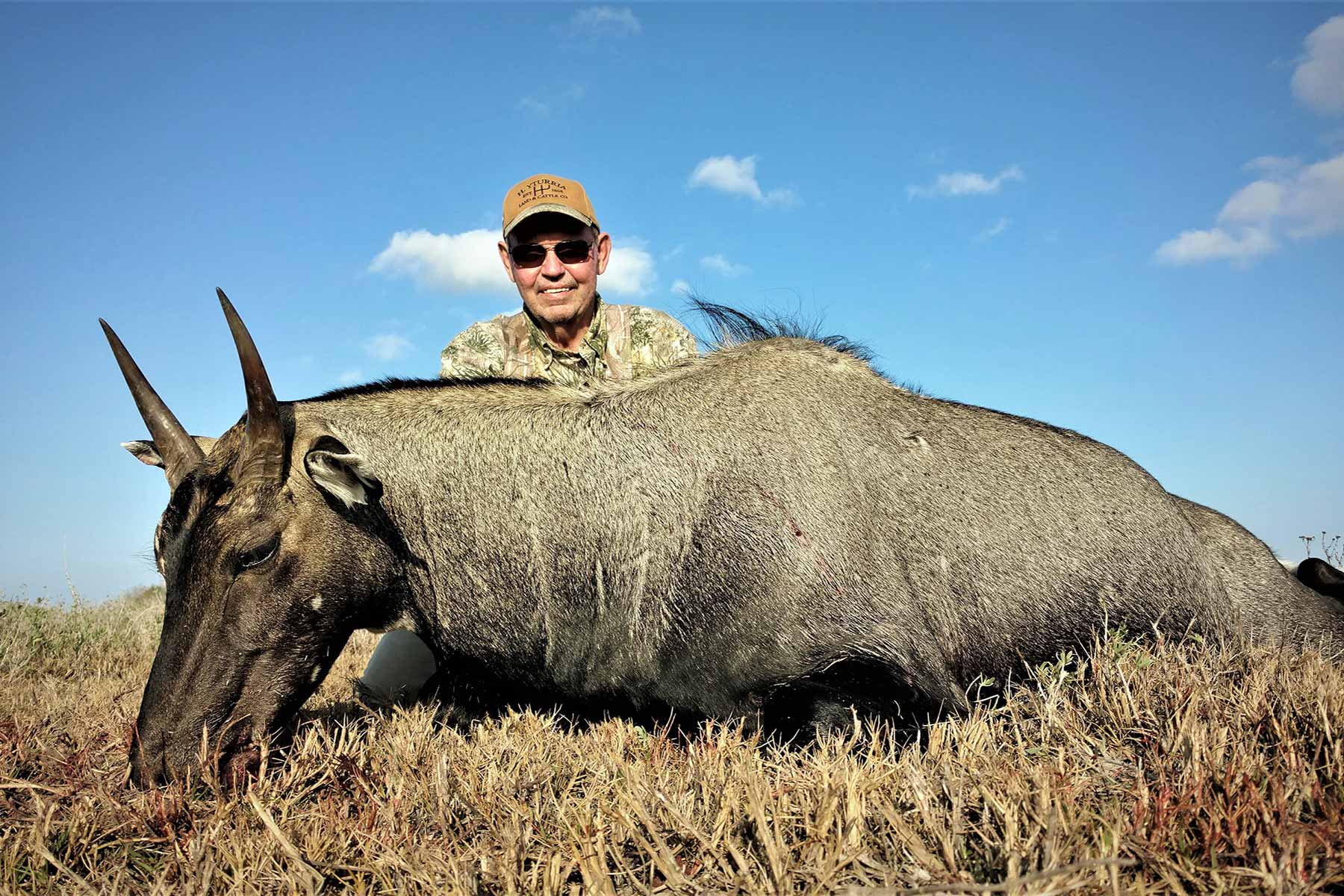 texas-nilgai-hunting-expands-with-increased-management-of-exotic-species