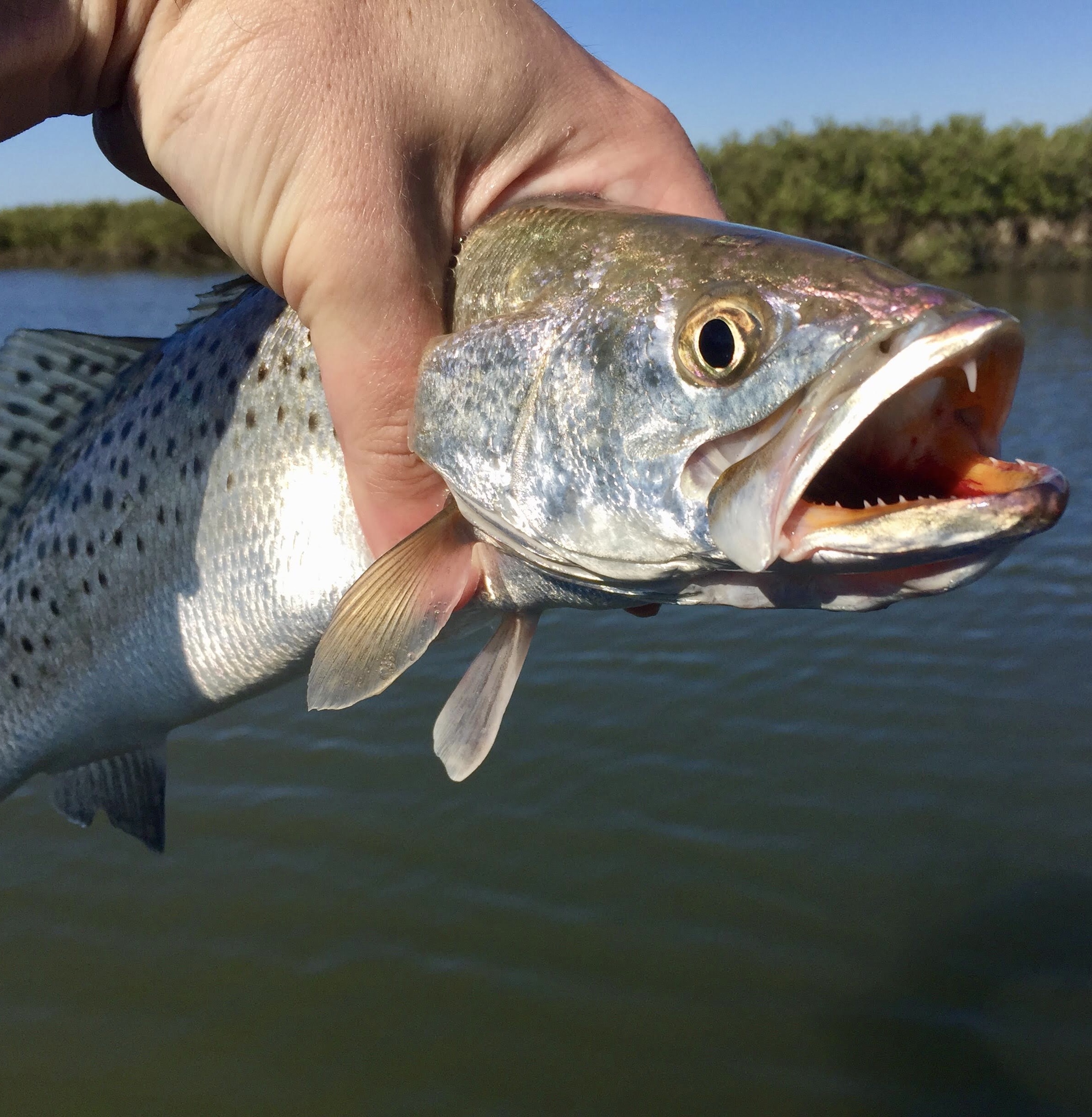 Texas speckled trout limit set to move to five coastwide