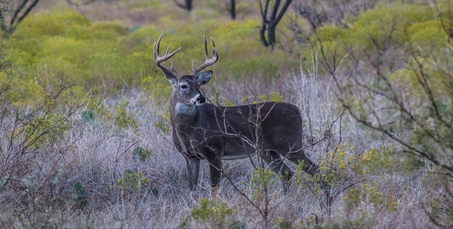 Texas Archery Deer Season 2024 - Lark Aurelia