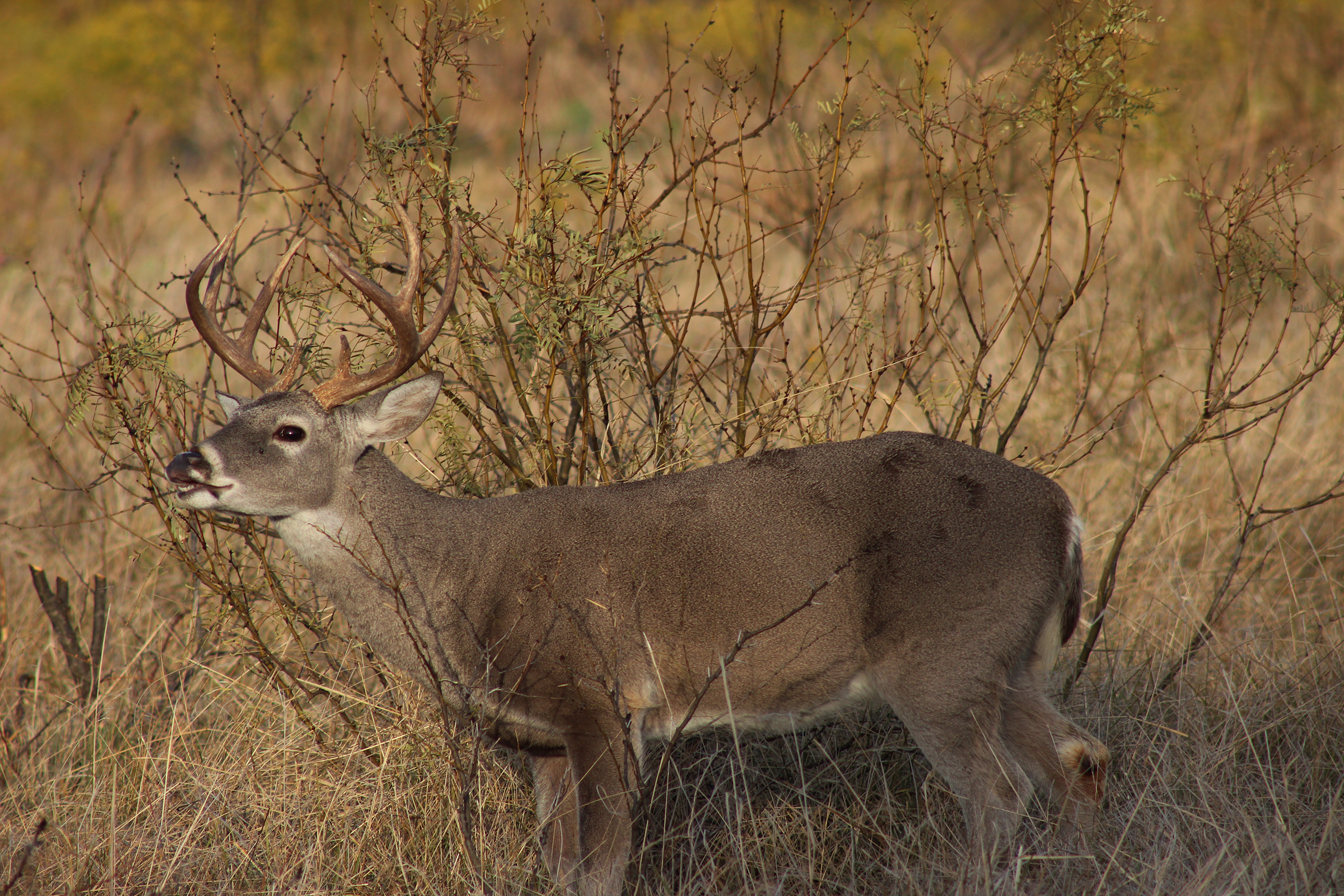Texas hunting license, stamp listings for 2023-24 seasons