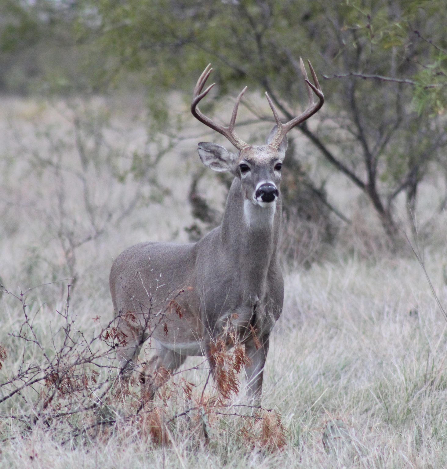 Texas deer hunting identification guide