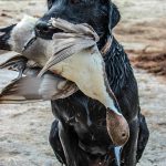 Texas Duck Hunting Forecast 2020