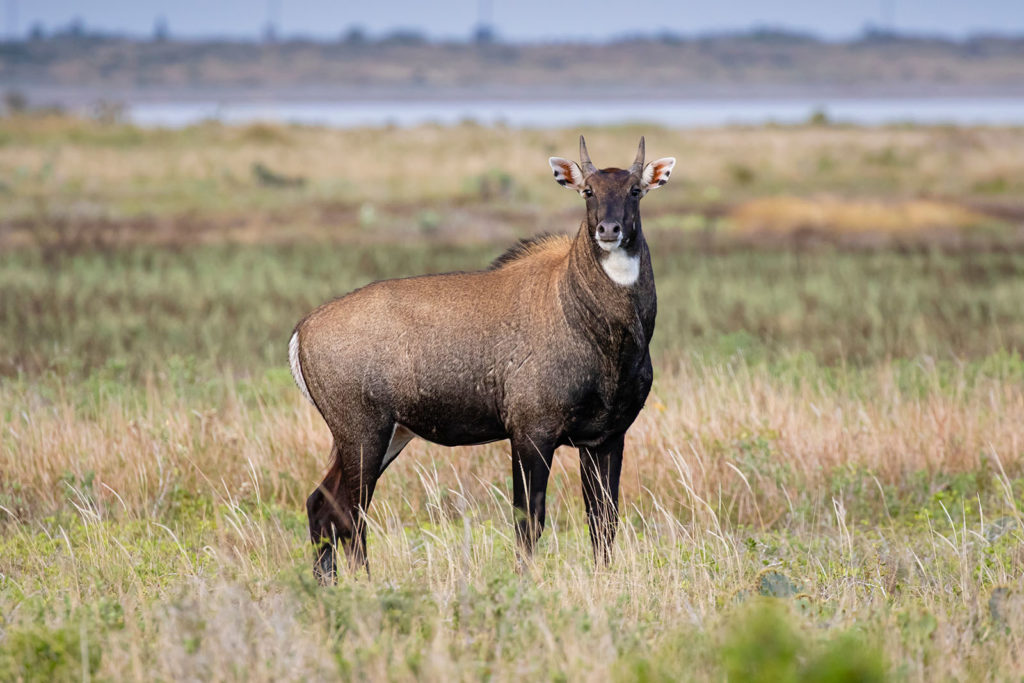 How to hunt nilgai in Texas