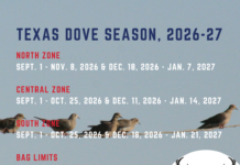 Texas dove hunting season dates for 2026-27