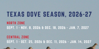 Texas dove hunting season dates for 2026-27